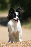 EPAGNEUL PAPILLON 170